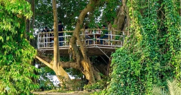 ঝিনাইদহে নজর কাড়ছে বটগাছের ওপর ব্যতিক্রমী ক্যাফে