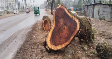 সড়ক সংস্কারের বলি সুনামগঞ্জের প্রায় সাড়ে ৬ হাজার মূল্যবান গাছ