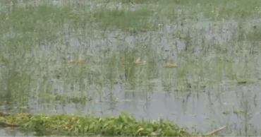 নড়াইলে টানা বর্ষণ ও জলাবদ্ধতায় আউশ ধানের ব্যাপক ক্ষতি