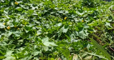 সিরাজগঞ্জে গ্রীষ্মকালীন ঝিঙ্গা চাষে কৃষকের মুখে হাসি