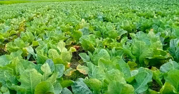 উত্তরে আগাম শীতকালীন সবজি চাষে স্বপ্ন বুনছেন চাষিরা