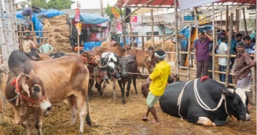 কোরবানি: হাটগুলোতে জমে উঠছে পশু কেনাবেচা