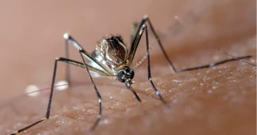 ডেঙ্গুতে আরও ৩ মৃত্যু, হাসপাতালে ভর্তি ৪২৮