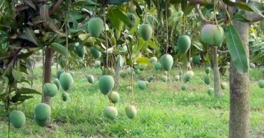 নওগাঁয় আম সংগ্রহের সময়সূচি নির্ধারণ: লক্ষ্যমাত্রা ৪ হাজার কোটি টাকা