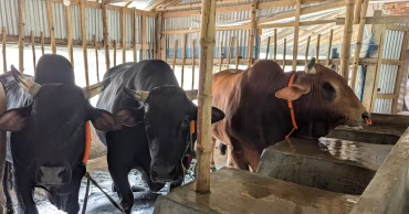 তিন ষাঁড় একসঙ্গে কিনলে ওমরাহ ফ্রি