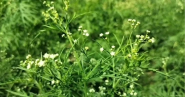চুয়াডাঙ্গায় ছড়িয়ে পড়ছে বিষাক্ত পার্থেনিয়াম, ঝুঁকিতে মানুষ, ফসল ও গবাদিপশু