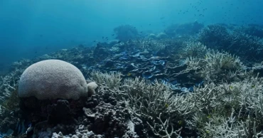 রং হারিয়ে ঝুঁকির মুখে বিশ্বের অধিকাংশ প্রবালপ্রাচীর
