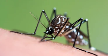 ডেঙ্গু: হাসপাতালে ভর্তি আরও ৪৩০