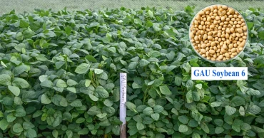 খরাপ্রবণ জমিতে আশার বীজ: গাকৃবির ‘জিএইউ সয়াবিন’
