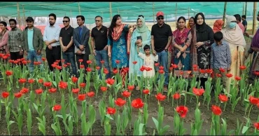 তেঁতুলিয়ায় চতুর্থবারের মতো টিউলিপ চাষ