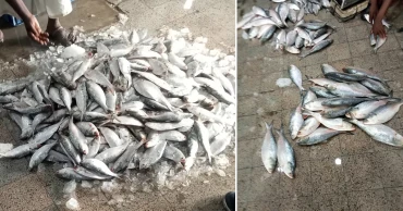 ভরা মৌসুমেও খুলনায় ধরাছোঁয়ার বাইরে ইলিশের দাম