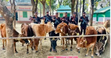সুনামগঞ্জ সীমান্তে বিজিবির অভিযানে ১১ লাখ টাকার ভারতীয় গরু জব্দ