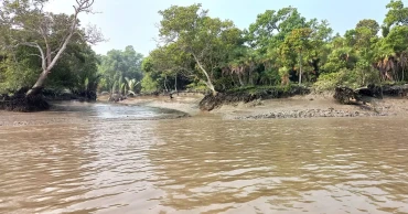 ‘সুন্দরবন দিবস’ আজ, জাতীয়ভাবে দিবসটি পালনে ২৩ বছরেও মেলেনি সাড়া