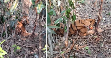 ফাঁদ থেকে উদ্ধার হওয়া বাঘটির জ্ঞান ফিরেছে, সুস্থ হলে ফিরবে আবাসস্থলে