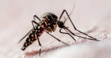 ডেঙ্গুতে আরও দুইজনের মৃত্যু, হাসপাতালে ভর্তি ৪৪৫