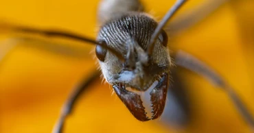 কেনিয়ায় পাচার থেকে রক্ষা পাচ্ছে না পিঁপড়াও, উদ্বিগ্ন পরিবেশবাদীরা