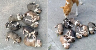 পাবনায় আট কুকুরছানা হত্যায় মামলা: সেই নারী গ্রেপ্তার