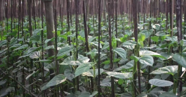 পানের বরজে বদলে গেছে নওগাঁর তিন গ্রামের ভাগ্য