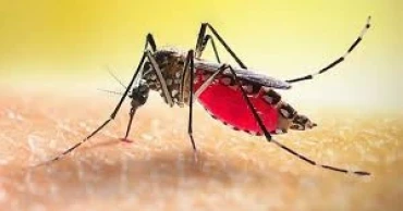 বছরের প্রথম দিন ডেঙ্গুতে মৃত্যু নেই, হাসপাতালে ৮৬