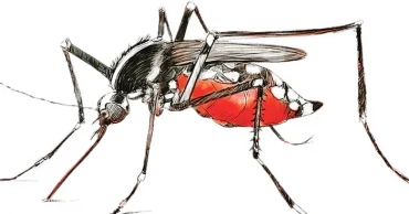 ডেঙ্গু আক্রান্ত হয়ে আরও ৩৫ জন হাসপাতালে