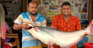 পদ্মার এক পাঙ্গাশ বিক্রি হলো ৩৩ হাজার টাকায়