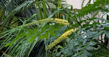 ঢাকার বাতাসে আজ লক্ষণীয় উন্নতি