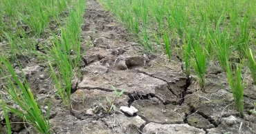 আগস্টে উত্তরের জেলাগুলোতে কম বৃষ্টিপাত, প্রকৃতি ও জনজীবনে প্রভাব