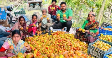 রপ্তানিতে আশা জেগেছে বাগেরহাটের চাষিদের, টমেটো যাচ্ছে মালয়েশিয়ায়