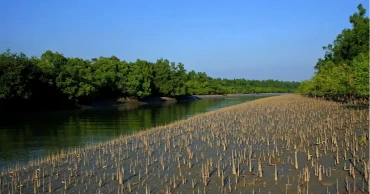 দস্যুর ভয়ে সুন্দরবনের জেলেদের মাছ ধরা বন্ধ, রাজস্ব ঘাটতির আশঙ্কায় বন বিভাগ