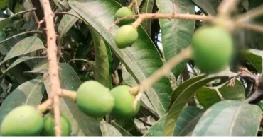 রংপুরে আম রক্ষায় মাত্রাতিরিক্ত কীটনাশকের ব্যবহার, বাড়ছে স্বাস্থ্যঝুঁকি