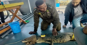সুন্দরবনে ছাড়া হলো স্যাটেলাইট ট্রান্সমিটার বসানো আরেকটি কুমির