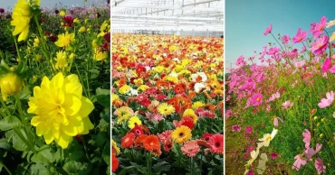 চার দিবস সামনে রেখে সেজে উঠেছে ‘ফুলের রাজধানী’ গদখালি