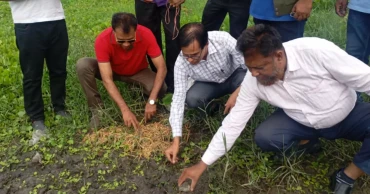 কুষ্টিয়ায় বিলুপ্ত প্রজাতির ৬৭ কচ্ছপ উদ্ধার