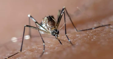 ডেঙ্গু: দেশে আরও তিনজনের মৃত্যু, আক্রান্ত ৪৪৮