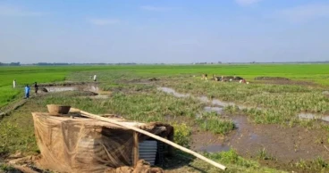 সেচ সংকটে শান্তিগঞ্জের কয়েকশ হেক্টর জমি, হুমকিতে বোরো ফসল