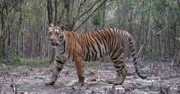 বিশ্ব বাঘ দিবস আজ, প্রাণহানির উদ্বেগের মধ্যেও সুন্দরবনে বাড়ছে বাঘের সংখ্যা