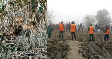 সুন্দরবনে ফাঁদে আটকা পড়েছে বাঘ, এক দিনেও উদ্ধার হয়নি