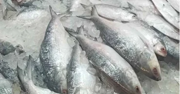 ভারতীয় ইলিশ আমদানি বন্ধ, বাতিল শতাধিক এনওসি