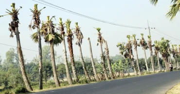বিদ্যুৎ লাইনের ‘সুরক্ষা’র বলি ৭৫০ তালগাছ