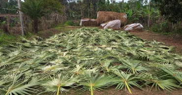 ঐতিহ্যের তালপাখা, ব্যস্ত বাগেরহাটের কারিগররা