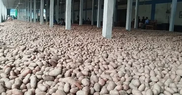 মজুদ করা আলু নিয়ে বিপাকে লালমনিরহাটের কৃষক-ব্যবসায়ীরা