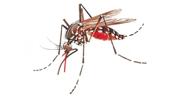 নাটোরে গাছের ডাল মাথায় পড়ে শিশুর মৃত্যু