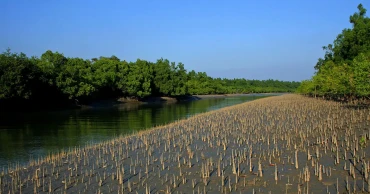 সুন্দরবনের ১০ কিলোমিটারের মধ্যে নিষিদ্ধ হচ্ছে শিল্পপ্রতিষ্ঠান স্থাপন