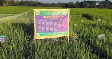 রাইস গার্ডেন—এক মাঠে ৫২ জাতের ধান