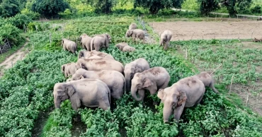 গারো পাহাড়ে বাড়ছে হাতির সংখ্যা, বাড়ছে মানুষ-হাতি দ্বন্দ্বও