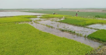 মেহেরপুরে বোরো চাষে সার-কীটনাশক নিয়ে চিন্তায় কৃষকরা
