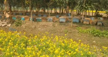 সরিষা ও মধুতে ভাগ্য বদলে যাচ্ছে নওগাঁর কৃষকদের
