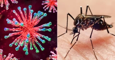 গত ২৪ ঘণ্টায় ডেঙ্গু ও করোনায় মৃত্যু নেই, হাসপাতালে ভর্তি ৩৫৬