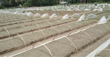 যশোরে বাণিজ্যিকভাবে উৎপাদিত হচ্ছে শীতকালীন সবজি চারা, পোঁছে যাচ্ছে সারা দেশে