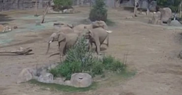 সন্তানদের রক্ষায় নিজেরাই ঢাল হয়ে গেল হাতিরা